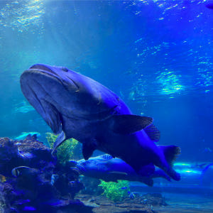 나트랑 빈원더스 QR 티켓 입장권 (빈펄랜드, 케이블카) 솔직 후기 | 실사용자 리뷰 분석 - 상품 이미지 3