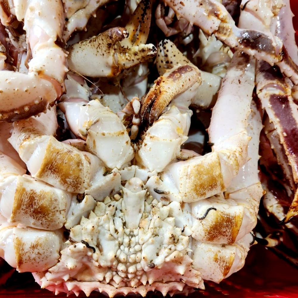 러시아 산지직송 자숙 레드 킹크랩 왕게 수율 70% 2.5KG - 상세 이미지 3