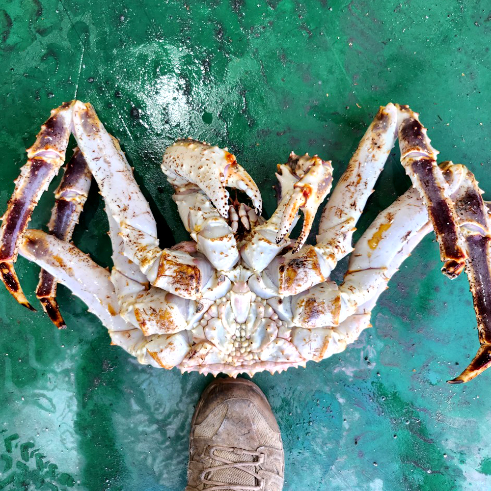 러시아 산지직송 자숙 레드 킹크랩 왕게 수율 70% 2.5KG 이미지 6