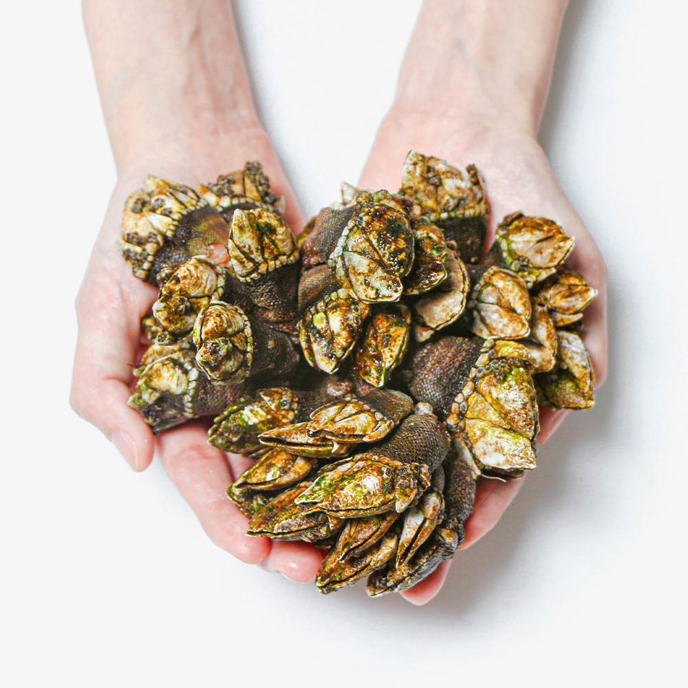 자연산 거북손 500g, 1kg - 상세 이미지 2