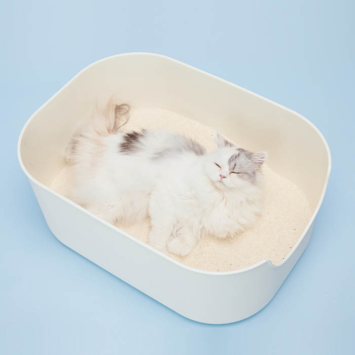 냥쌤 감동모래 카사바 (1ea/3ea) 친환경 먼지없는 고양이 모래 4.53L, 3개 - 상세 이미지 3