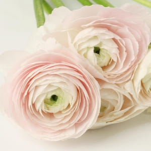 [프리미엄] 하노이 라넌큘러스 - 겨울 봄 제철꽃 생일 탄생화 웨딩부케 ... 솔직 후기 | 실사용자 리뷰 분석 - 상품 이미지 2