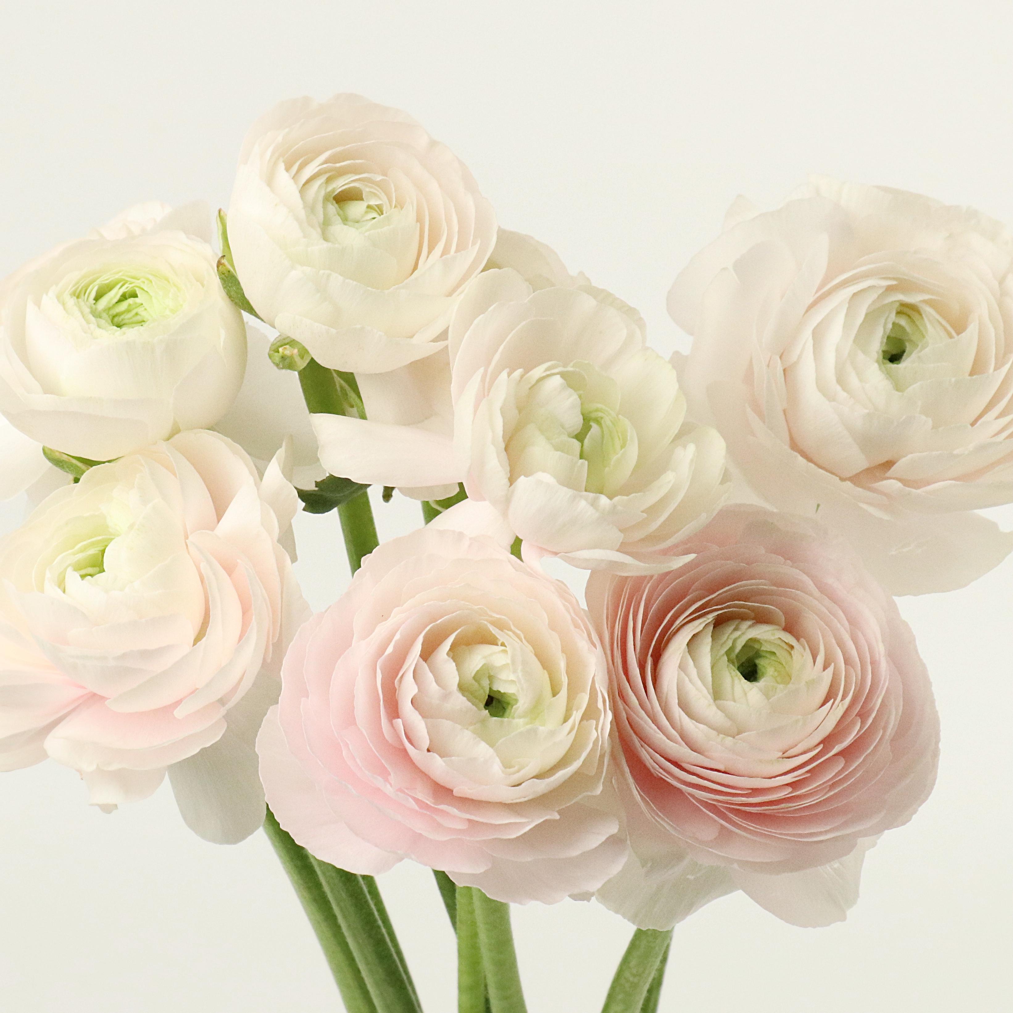 [프리미엄] 하노이 라넌큘러스 - 겨울 봄 제철꽃 생일 탄생화 웨딩부케 셀프촬영 돌상 백일상 기념일 선물 생화배송 꽃다발 정기구독 이미지 4