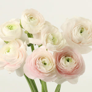 [프리미엄] 하노이 라넌큘러스 - 겨울 봄 제철꽃 생일 탄생화 웨딩부케 ... 솔직 후기 | 실사용자 리뷰 분석 - 상품 이미지 4