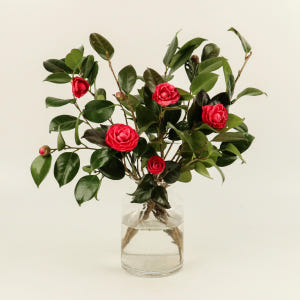 (BEST) 동백나무 - 카멜리아 겨울꽃나무 제철꽃 꽃정기구독 생화배송 ... 솔직 후기 | 실사용자 리뷰 분석 - 상품 이미지 1