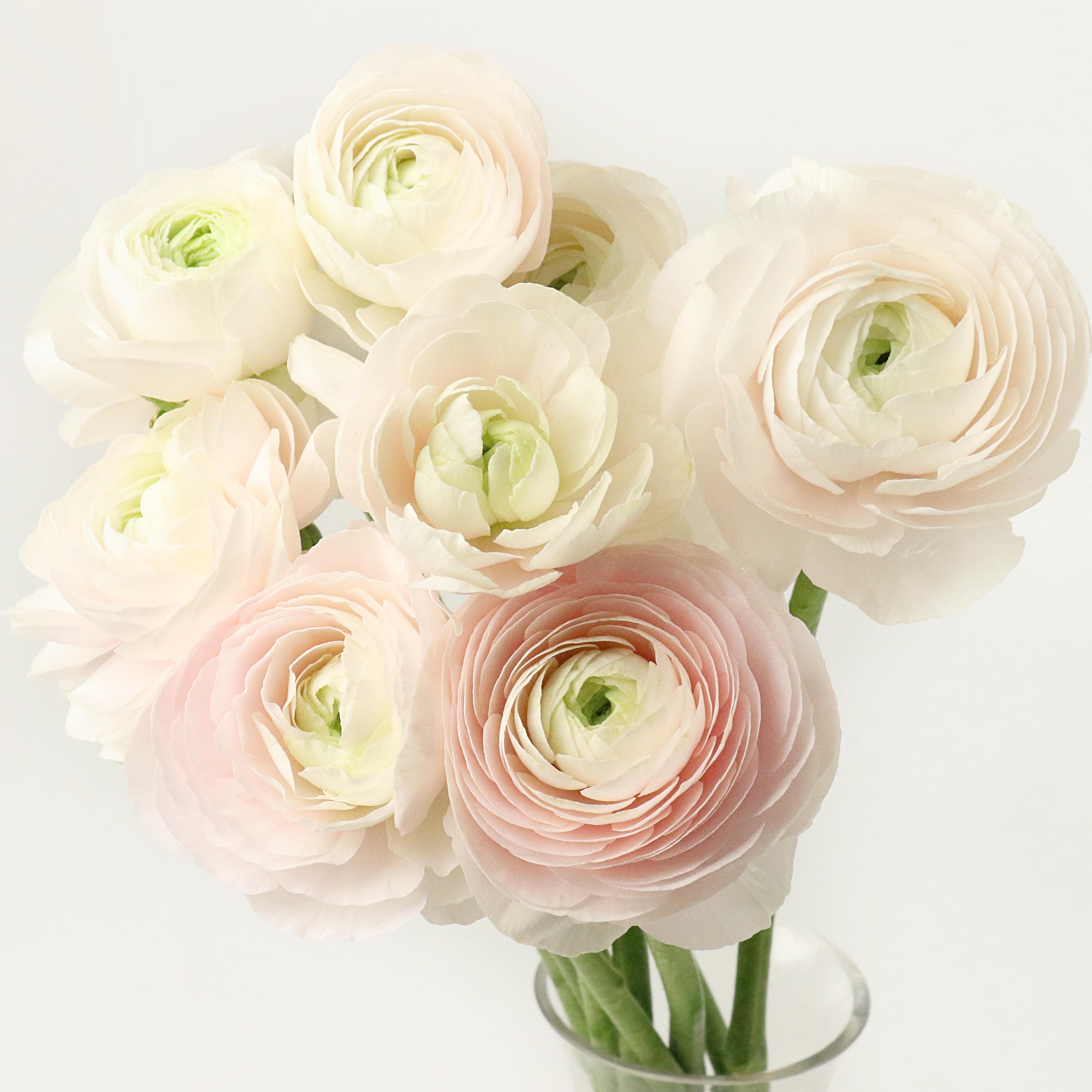 [프리미엄] 하노이 라넌큘러스 - 겨울 봄 제철꽃 생일 탄생화 웨딩부케 셀프촬영 돌상 백일상 기념일 선물 생화배송 꽃다발 정기구독 이미지 3