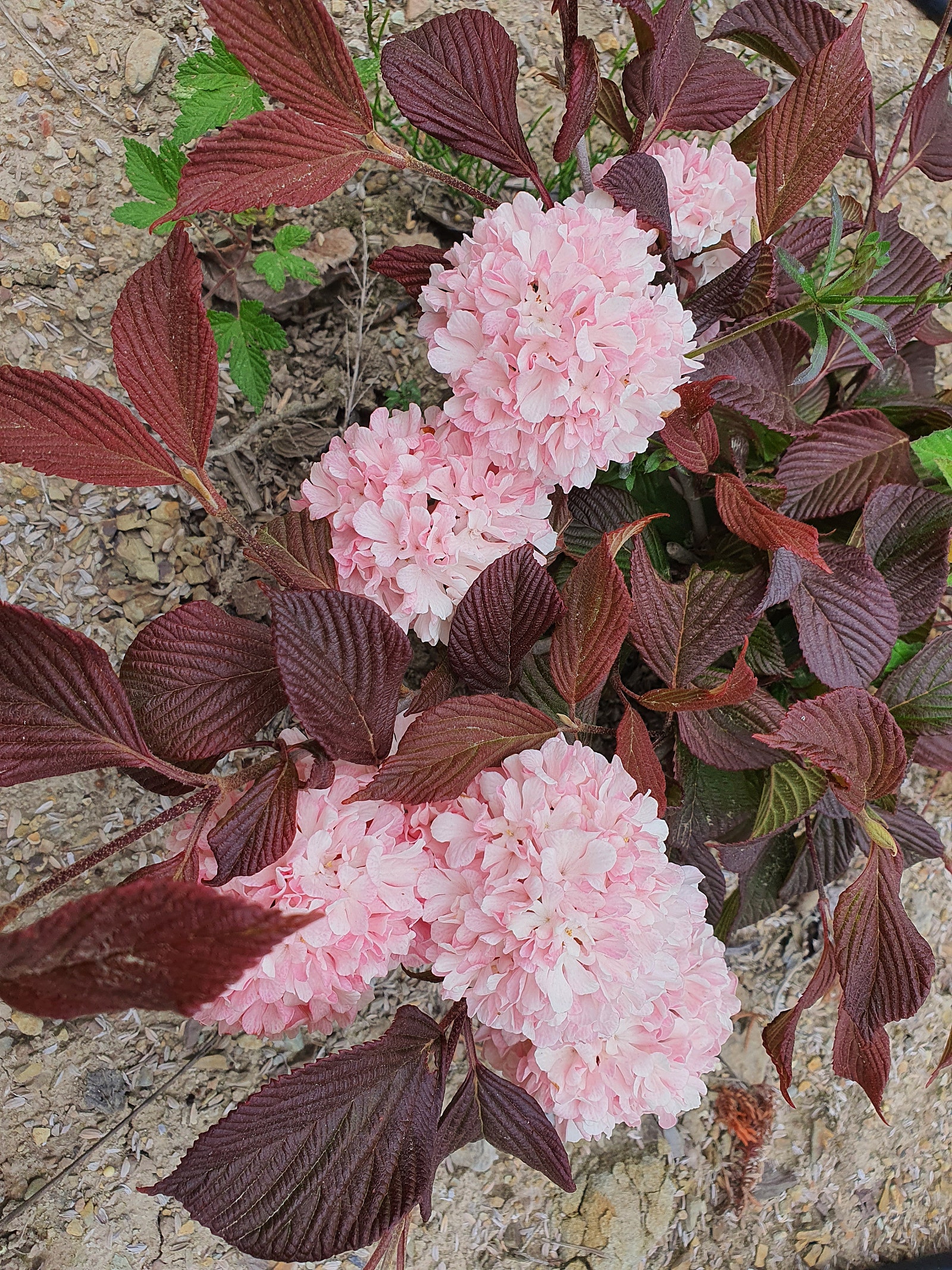 대품 분달이 분홍설구화 핑크오데마리 개화주 제품 이미지