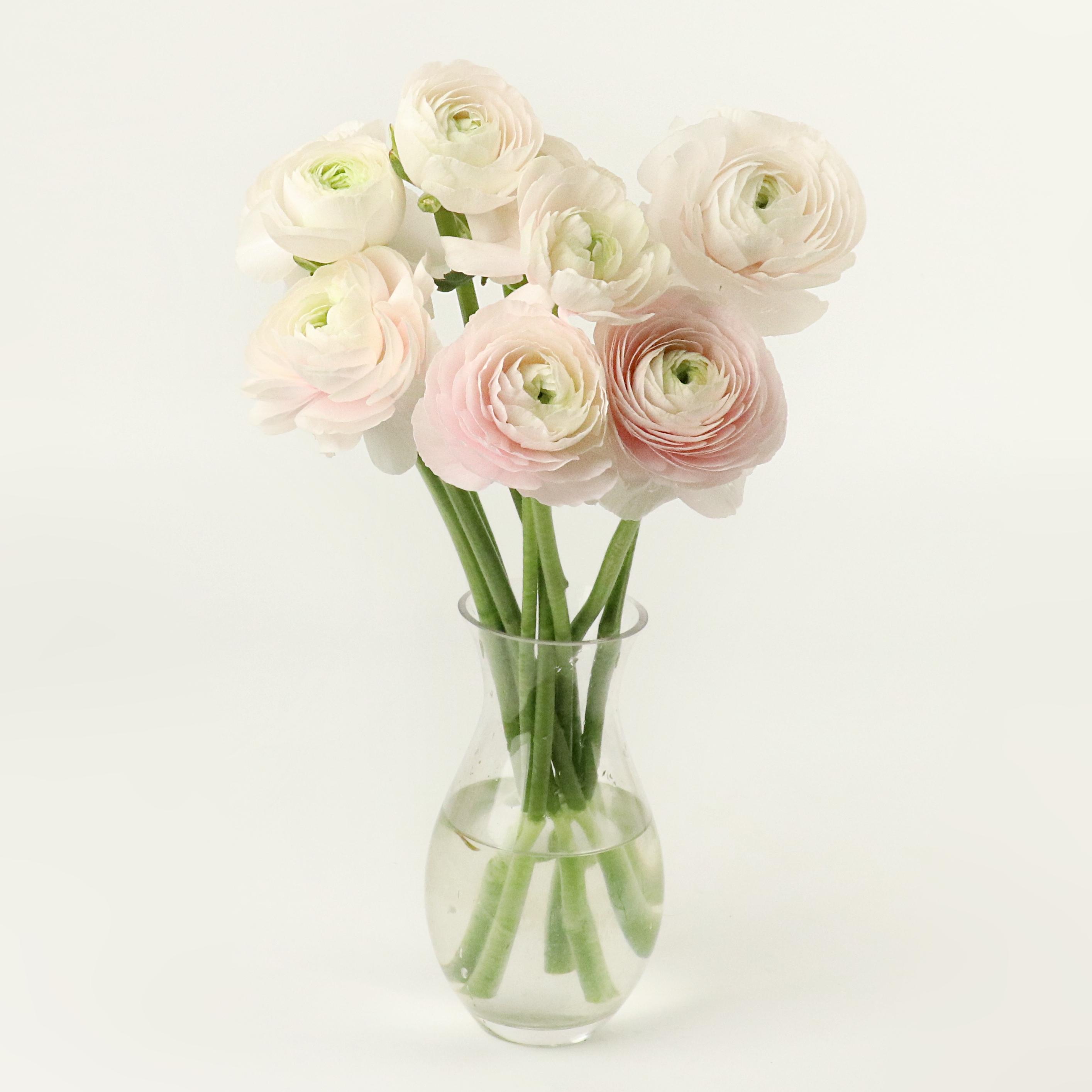 [프리미엄] 하노이 라넌큘러스 - 겨울 봄 제철꽃 생일 탄생화 웨딩부케 ... 솔직 후기 | 실사용자 리뷰 분석 - 대표 이미지