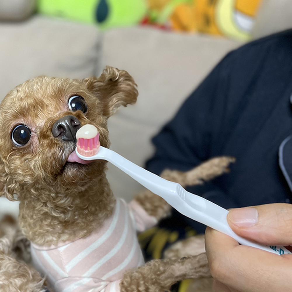 무지조타 oral-D 360 오랄디360 강아지 고양이 칫솔 이미지 7