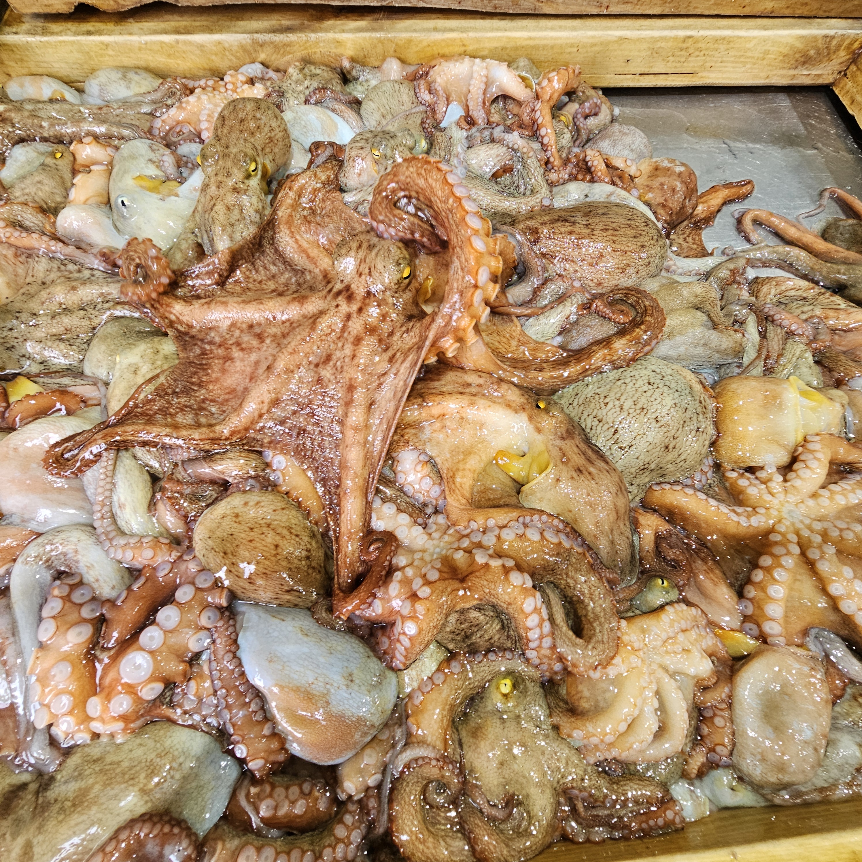 국내산 활 돌문어 냉동문어 1kg 손질 급냉 문어 - 상품 이미지