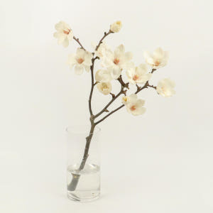 [NEW] 목련(매그놀리아) - 제철 꽃나무  절지 생화택배 꽃배송 다발... 솔직 후기 | 실사용자 리뷰 분석 - 상품 이미지 3