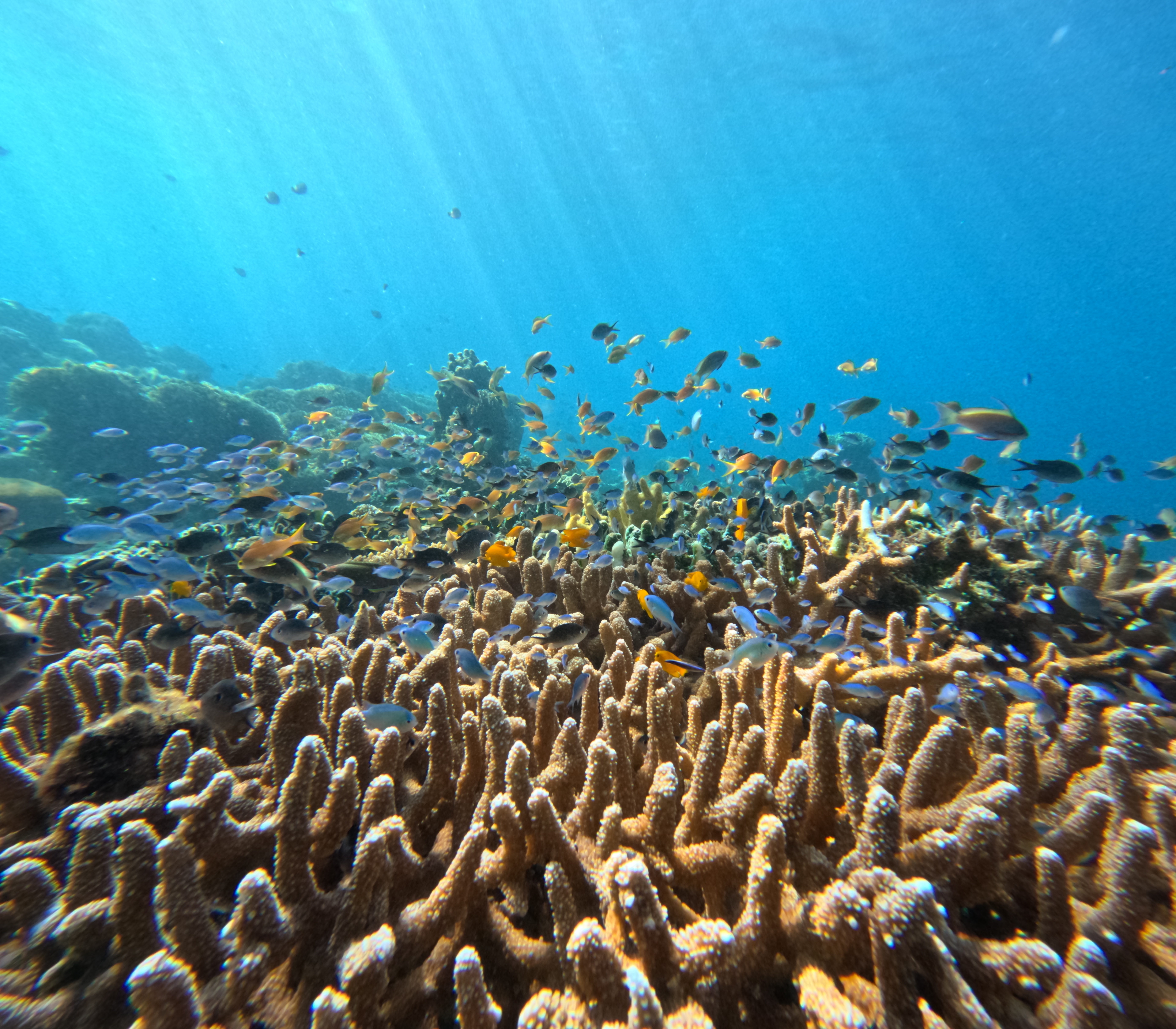 보홀 발리카삭 투어 스노클링 프라이빗