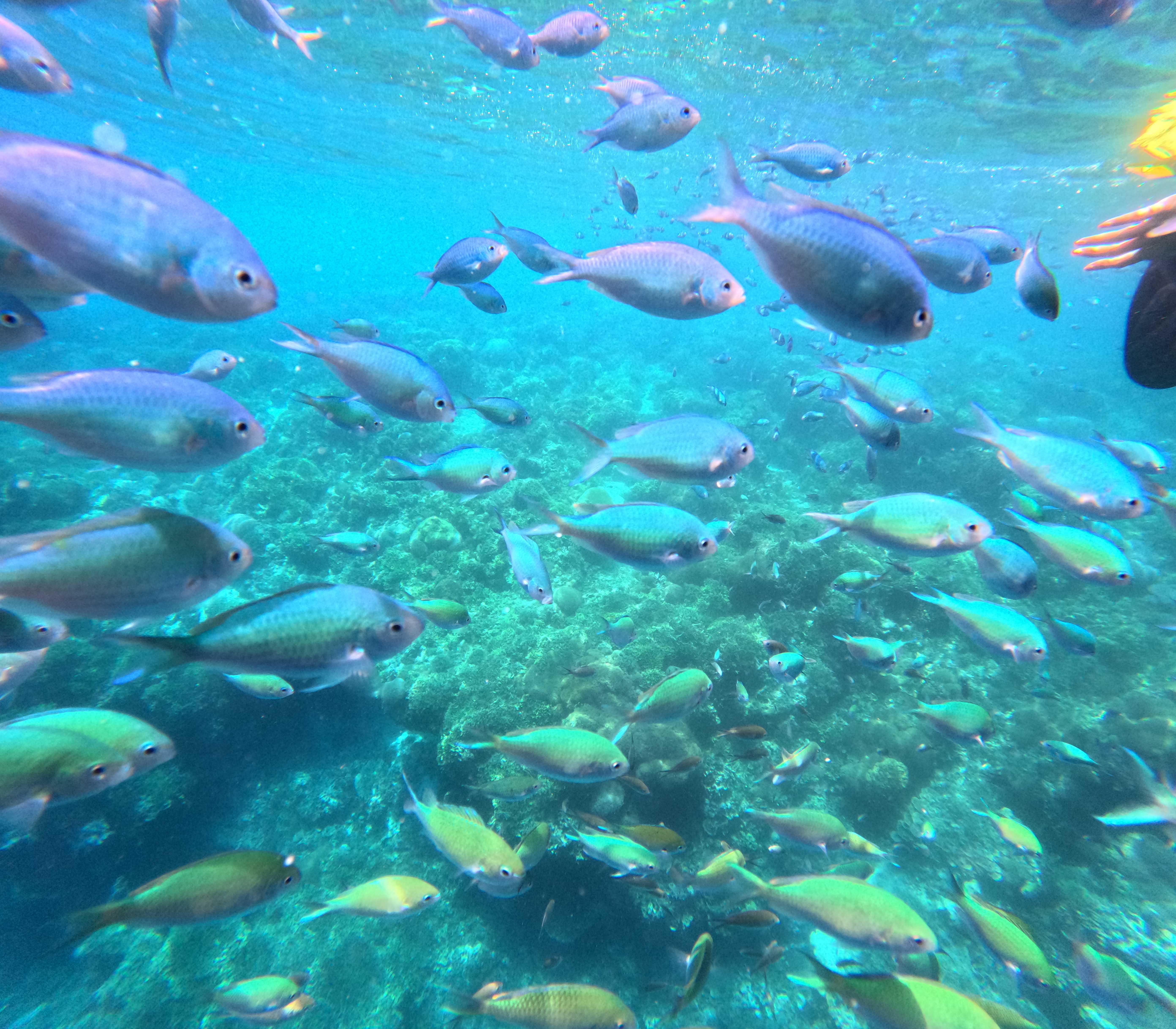 보홀 발리카삭 투어 스노클링 프라이빗