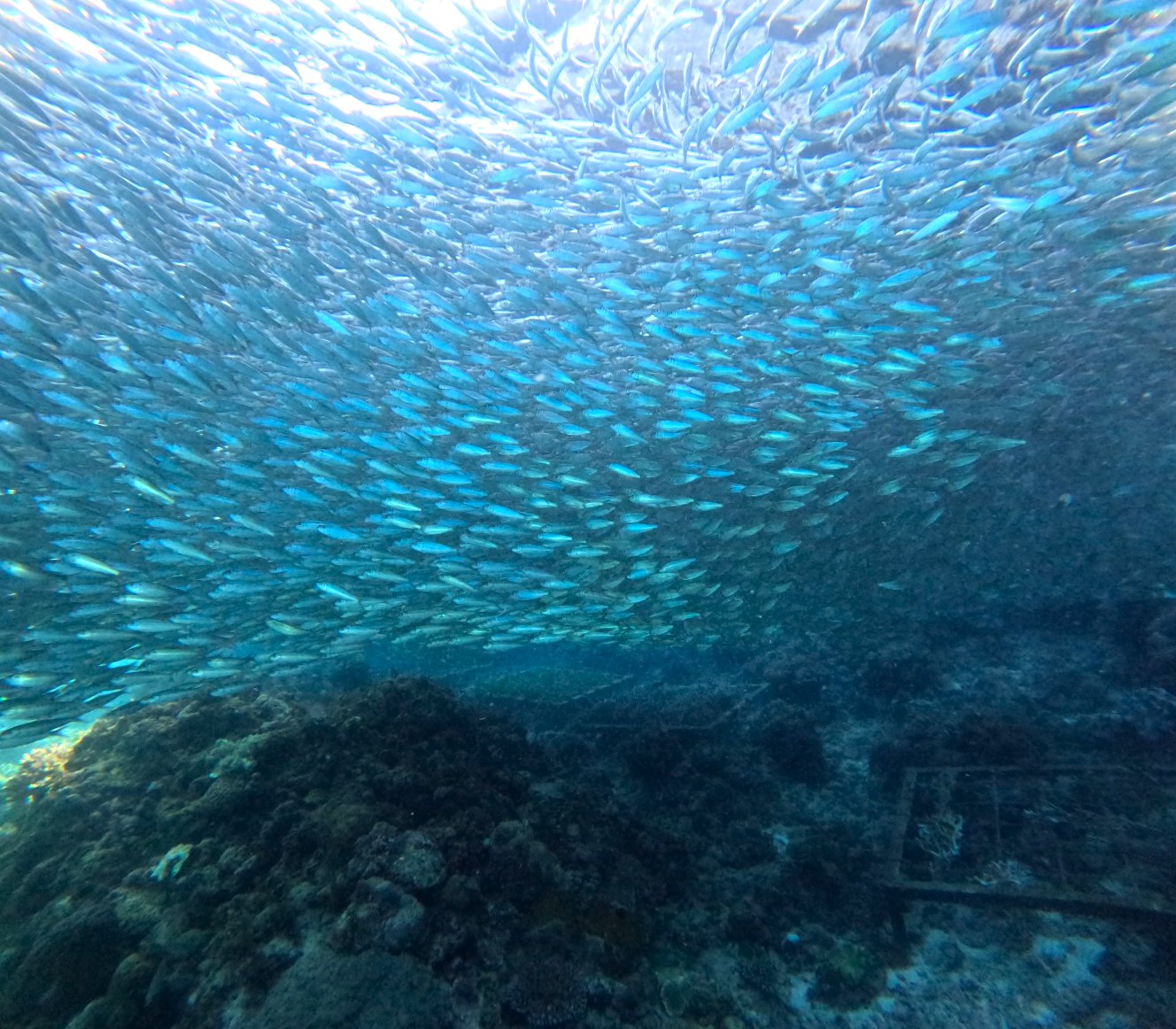 보홀 나팔링 투어 스노클링 정어리떼 체험 프리다이빙 자유여행 패키