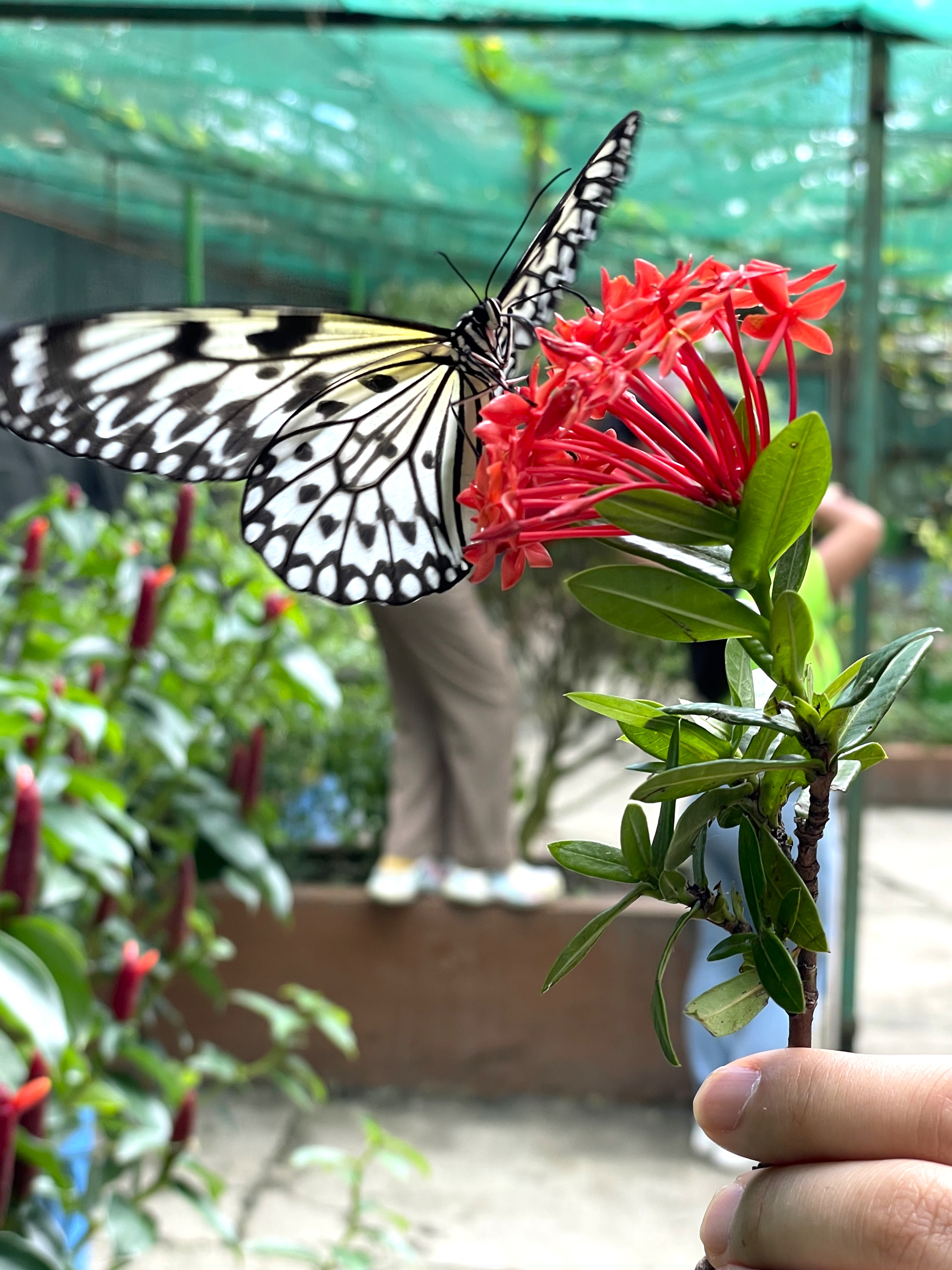 보홀 육상투어 단독차량 초콜릿힐 안경원숭이 로복강