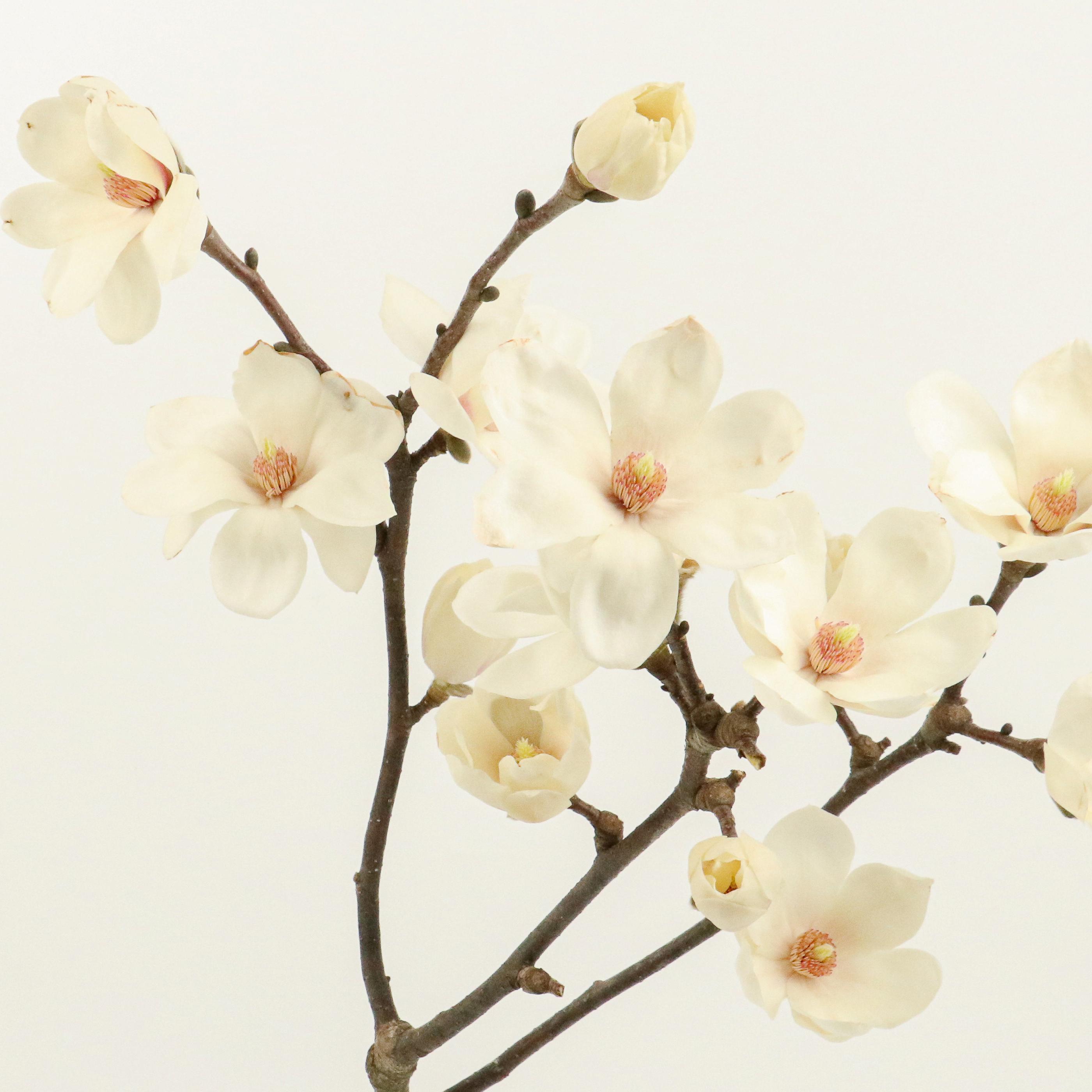 [NEW] 목련(매그놀리아) - 제철 꽃나무  절지 생화택배 꽃배송 다발 생일선물 꽃정기구독 이미지 4