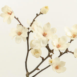 [NEW] 목련(매그놀리아) - 제철 꽃나무  절지 생화택배 꽃배송 다발... 솔직 후기 | 실사용자 리뷰 분석 - 상품 이미지 4