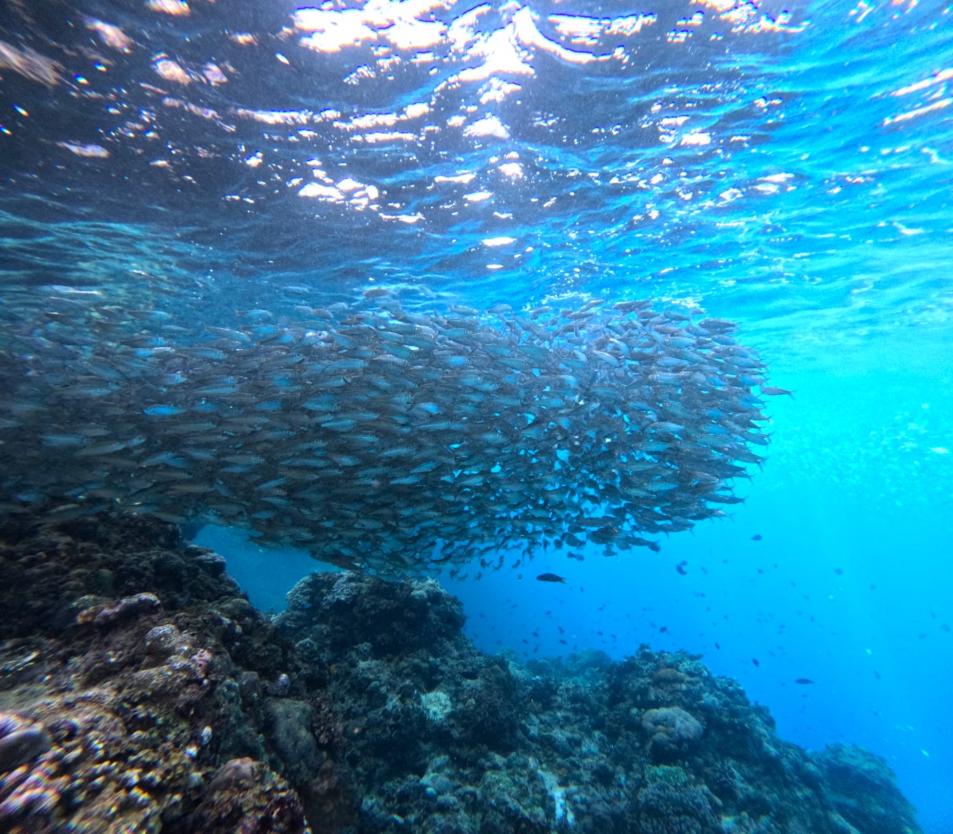 보홀 나팔링 투어 스노클링 정어리떼 체험 프리다이빙 자유여행 패키