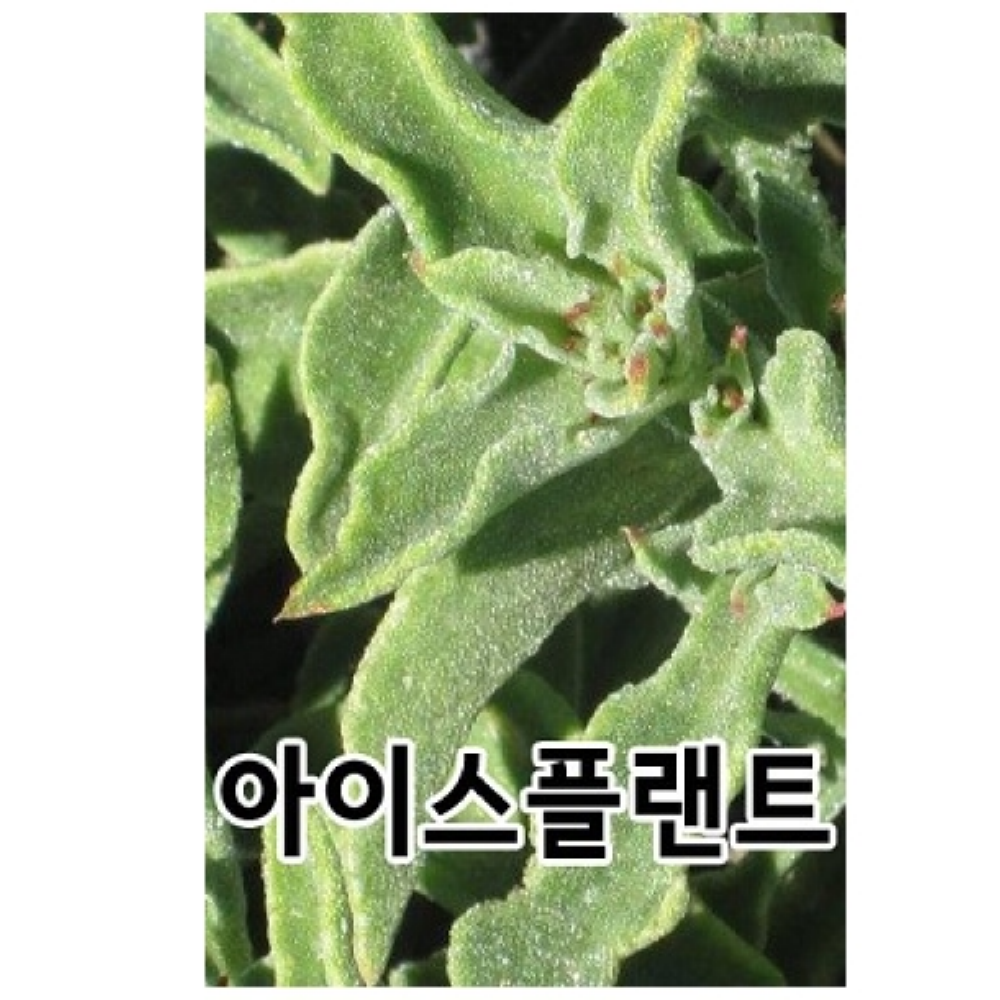 아이스플랜트 (500립)씨앗 아삭하고 짭짤한 맛이 나는 채소 약초종자 (AR) : 신가네