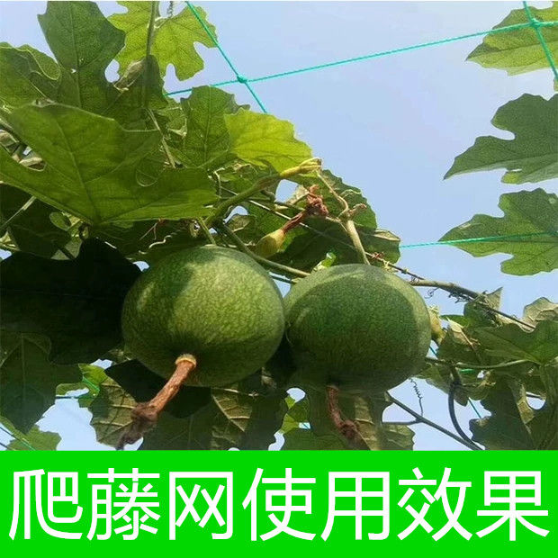 고추망 덩굴망 그물망 지지대 그물 텃밭 농사 오이망 이미지 6