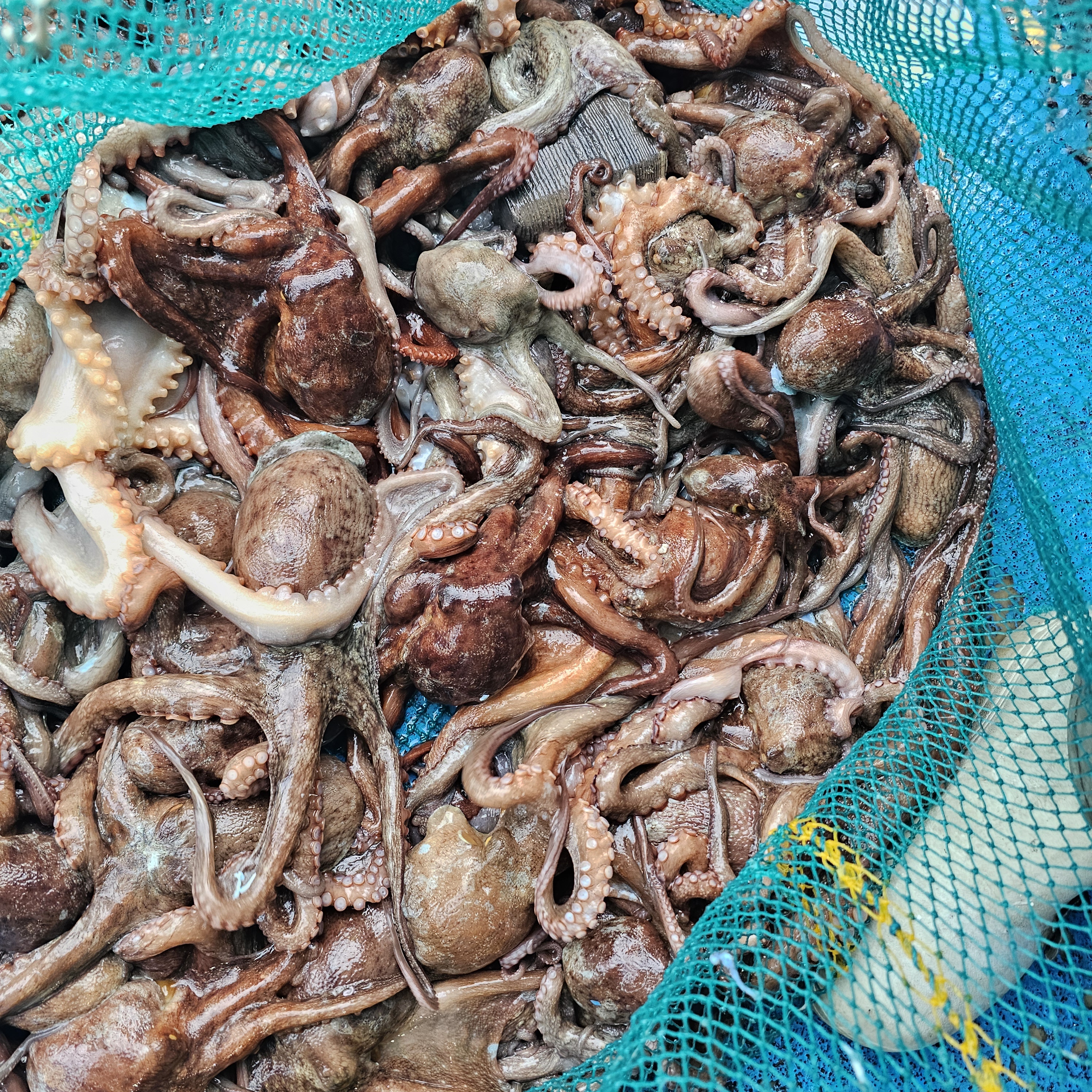국내산 활 돌문어 냉동문어 1kg 손질 급냉 문어 - 상세 이미지 2