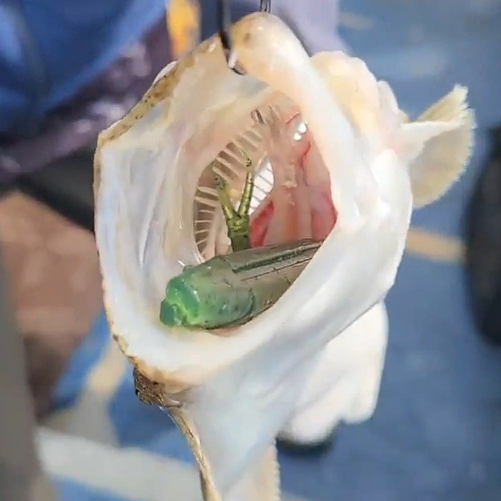 캣츠크로우 모비딕쉐드 광어다운샷웜 광어웜 광따 T05 레드+골드 투톤, 12.7cm(5인치) - 상세 이미지 5