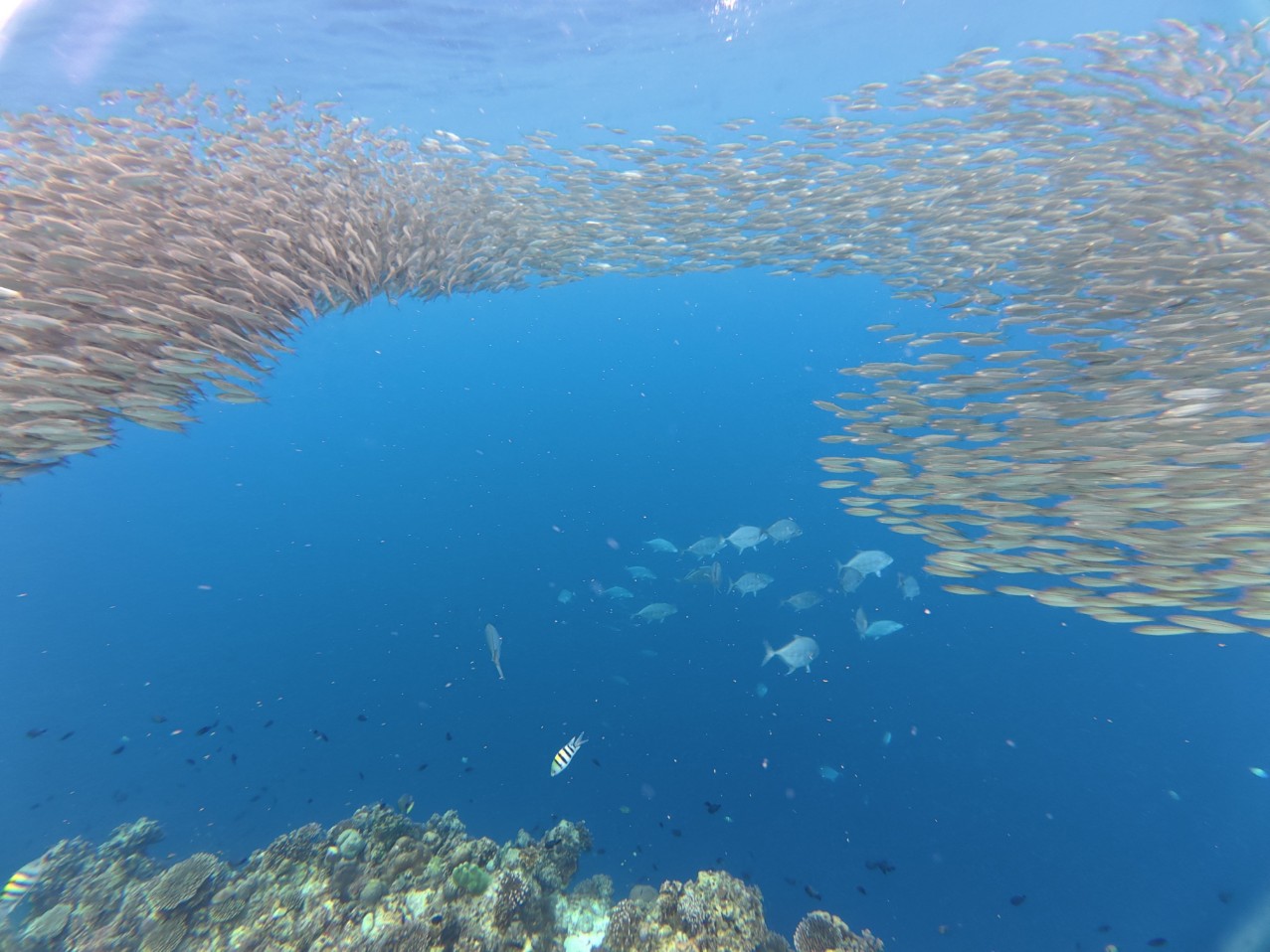 보홀 나팔링 투어 스노클링 정어리떼 체험 프리다이빙 자유여행 패키