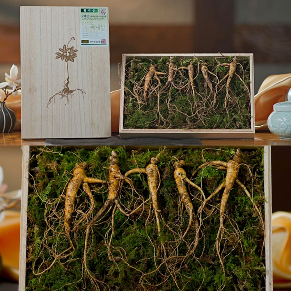 진품 강원도 치악산 산양삼 5뿌리 국내산 인삼 새싹 산양삼 사포닌 원기회복 묘삼