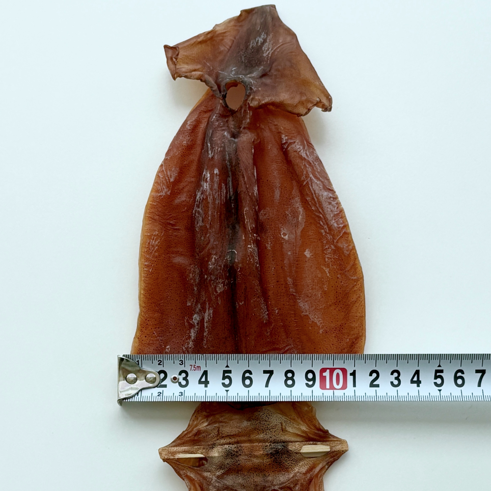 국산 쫄쫄이오징어 마른 건조 건오징어 배오징어 10마리