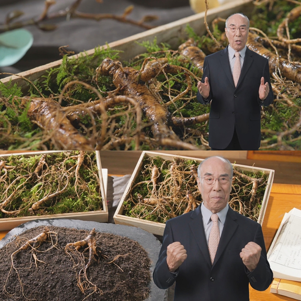 진품 강원도 치악산 산양삼 5뿌리 국내산 인삼 새싹 산양삼 사포닌 원기회복 묘삼 - 상세 이미지 2