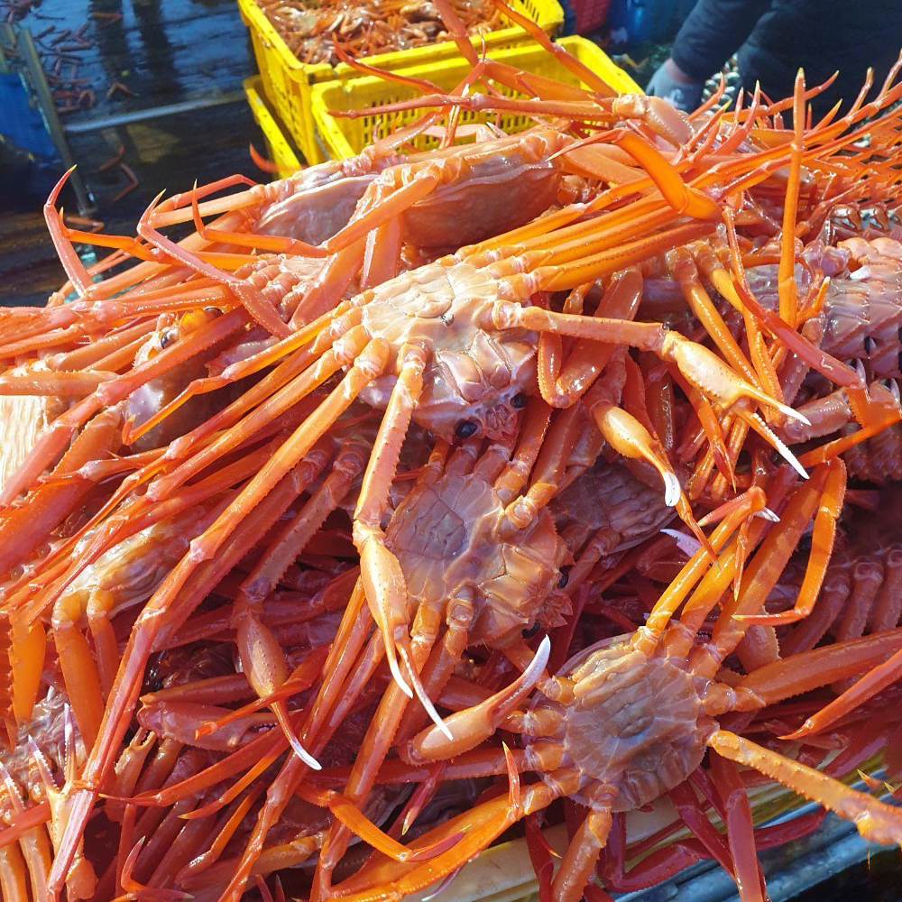 산지직송 생물 살아있는 활게 속초 홍게 제철 3kg - 상세 이미지 2