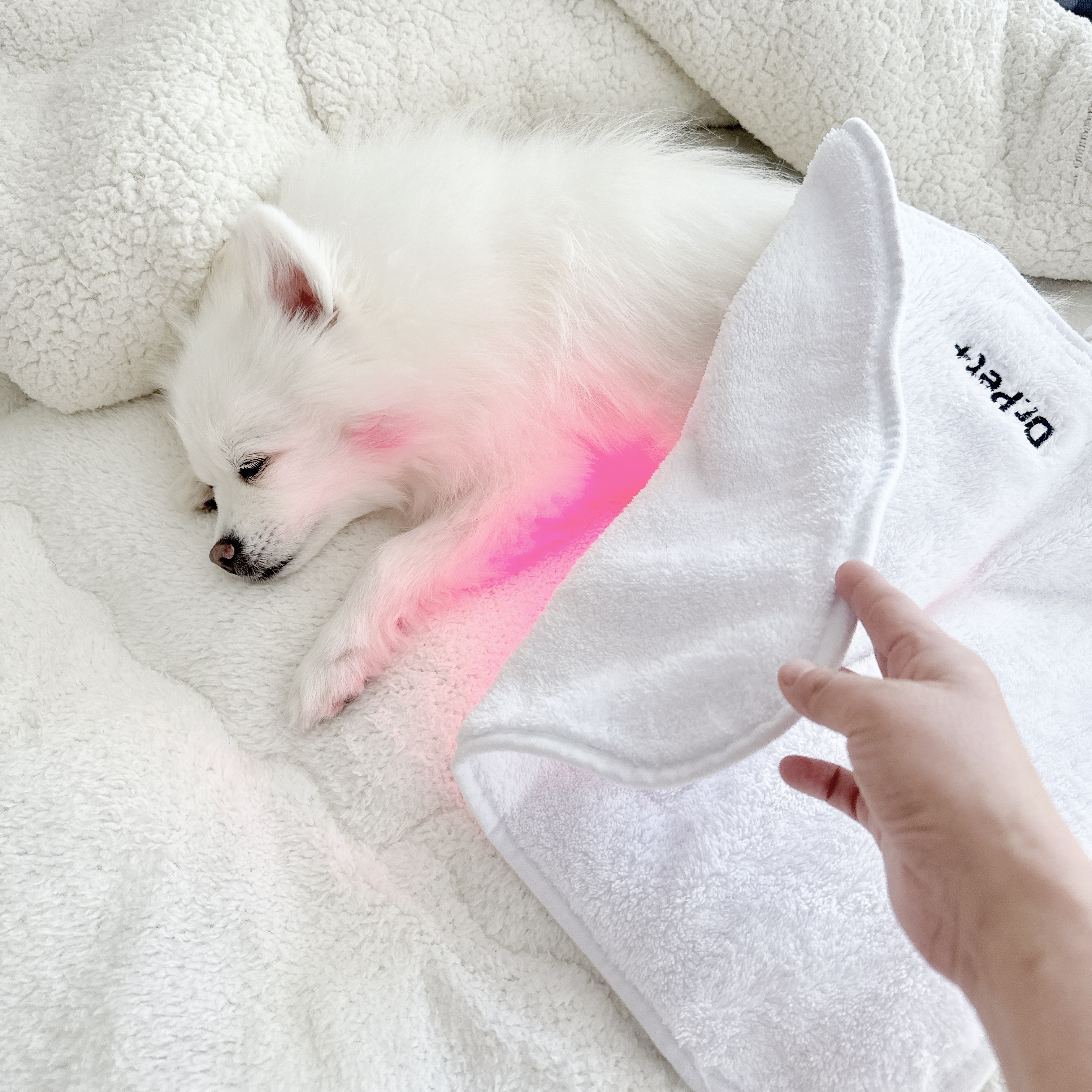 아픈 강아지 고양이 디스크 슬개골탈구 치료관리 근적외선광치료기 펫스니즈- 닥터펫 펫큐어레이 커버-Q 이미지 2