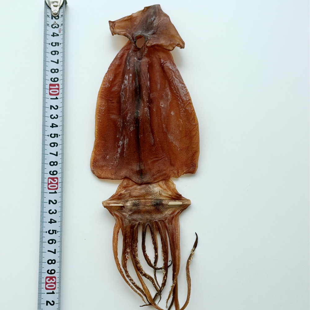 국산 쫄쫄이오징어 마른 건조 건오징어 배오징어 10마리