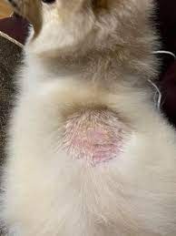 협성로하스 알로에 타르앤설파 곰팡이 세균성 피부 강아지약용샴푸 473ml - 상세 이미지 5
