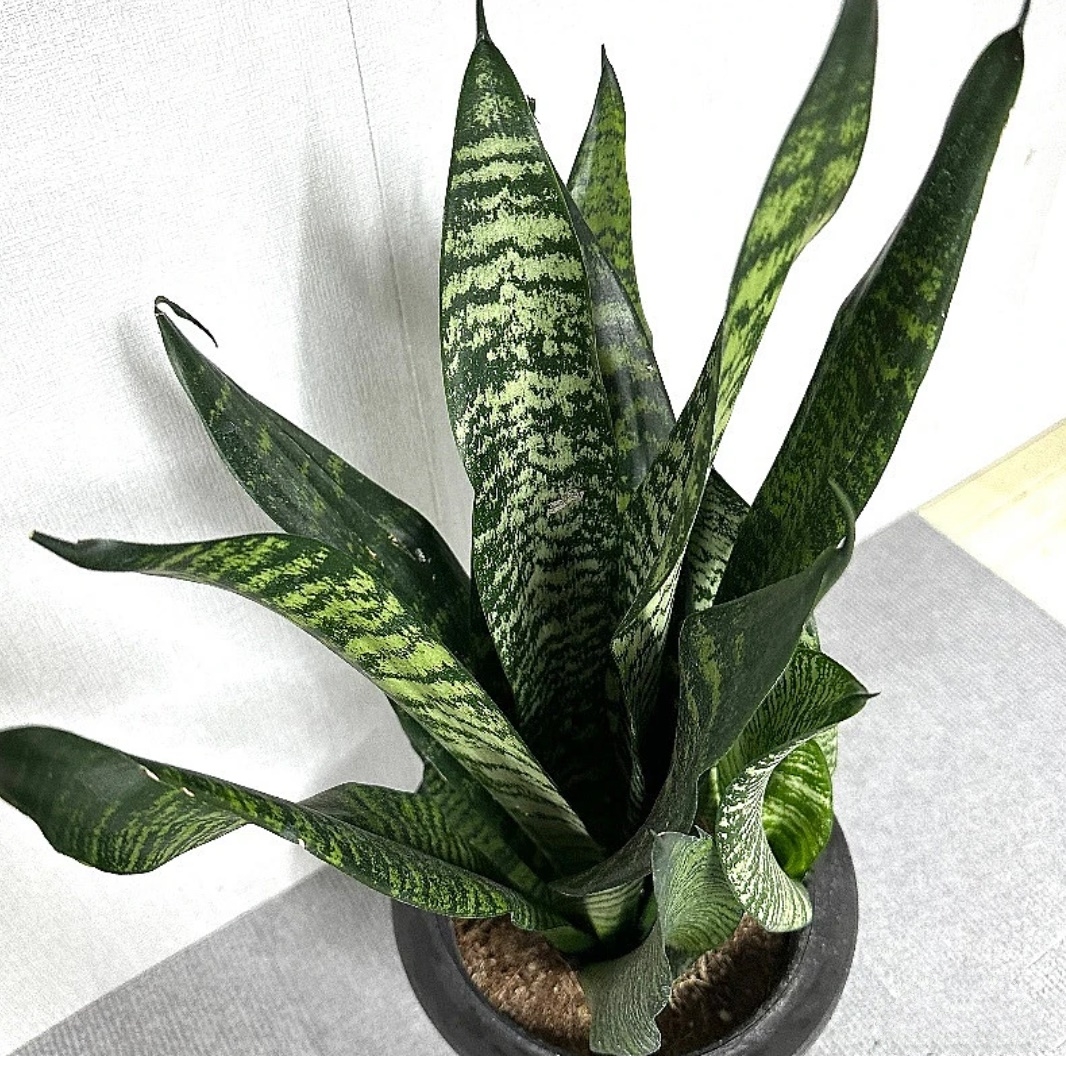 아스파라거스 식물 승진 축하 대형 산세베리아 화분 공기청정식물 