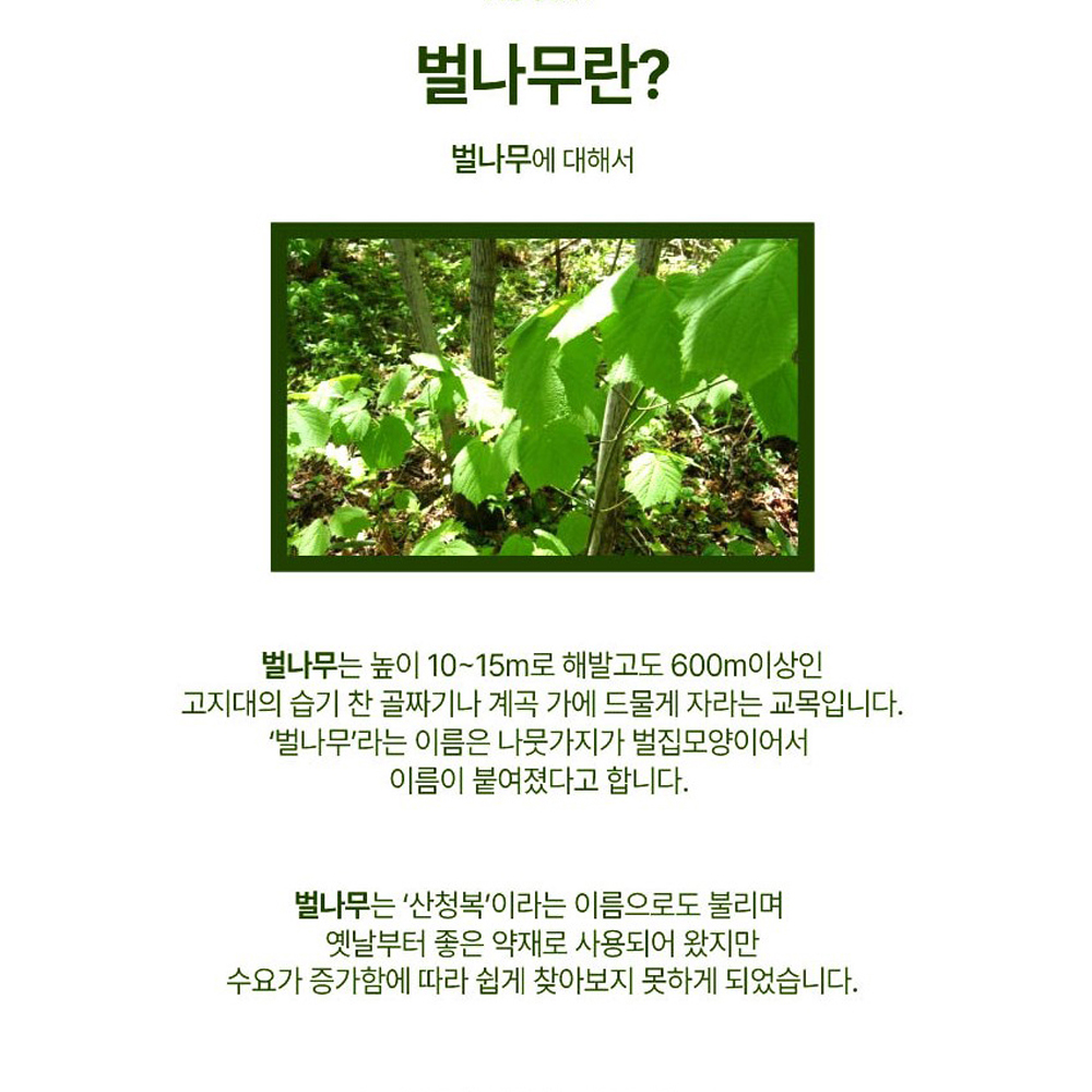프리미엄 알부민 맥스 먹는 골드 플러스 벌나무추출분말 파우더 밀크씨슬 안백 헛개나무 국내산 - 상세 이미지 5