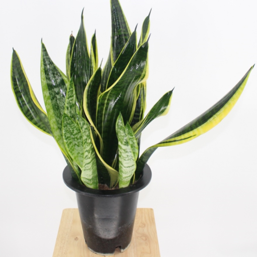 아스파라거스 식물 공기청정식물 승진 축하 대형 산세베리아 화분