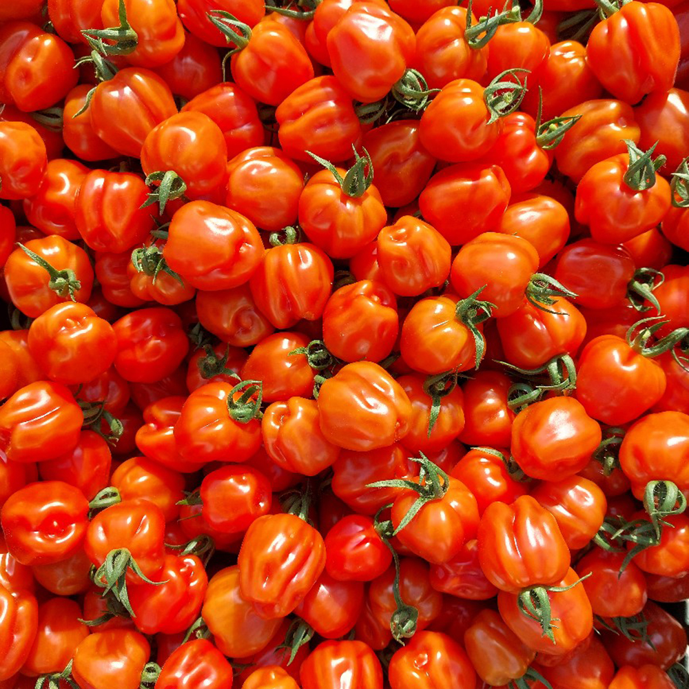 유기농 무농약 토마토 대추 루비벨 방울토마토 1kg 2kg 5kg 산지직송