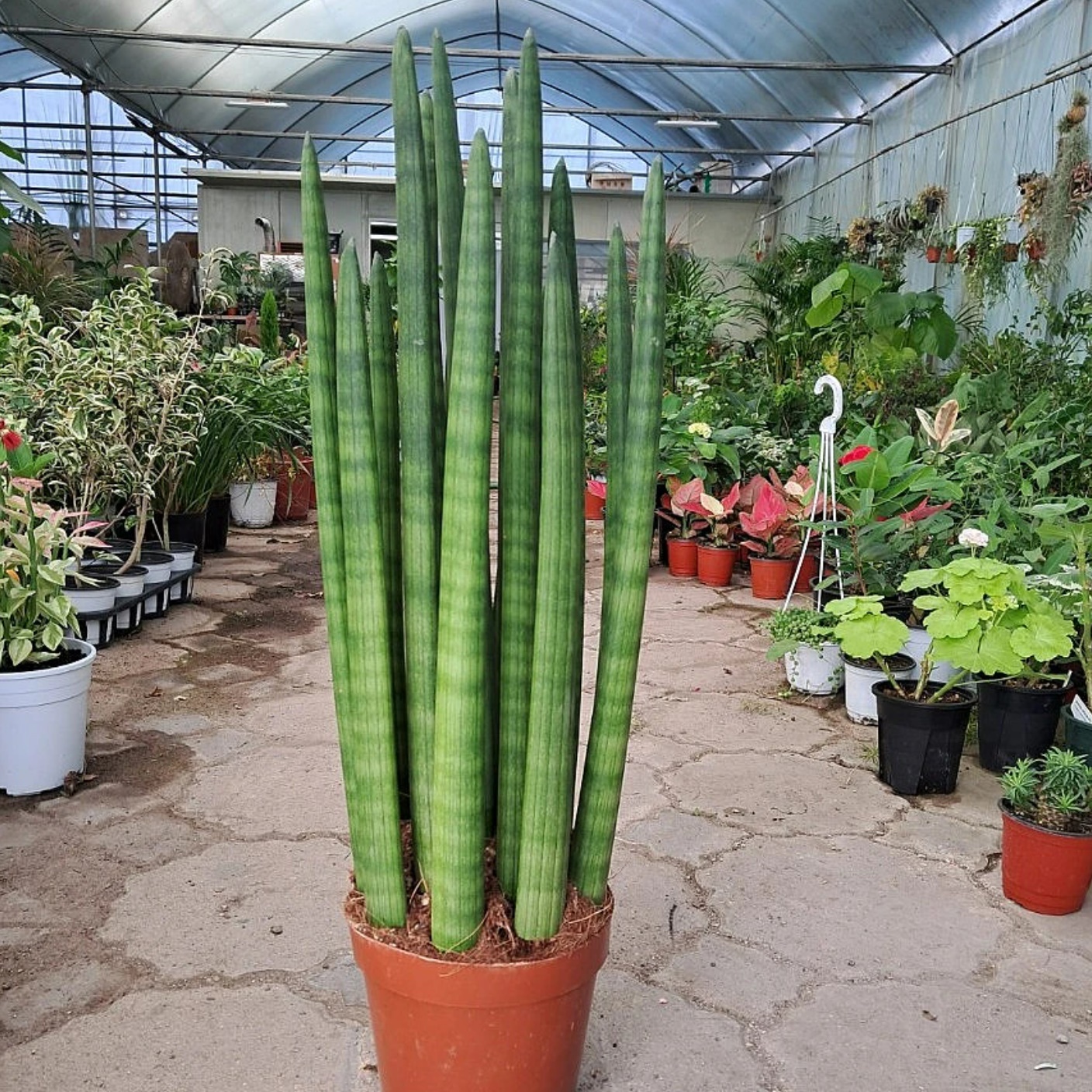 선물 승진 축하 화분 스투키 축하 화분 공기청정식물