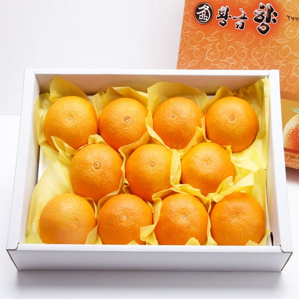 참과일 하우스 제주 황금향 3kg : 나바백성성