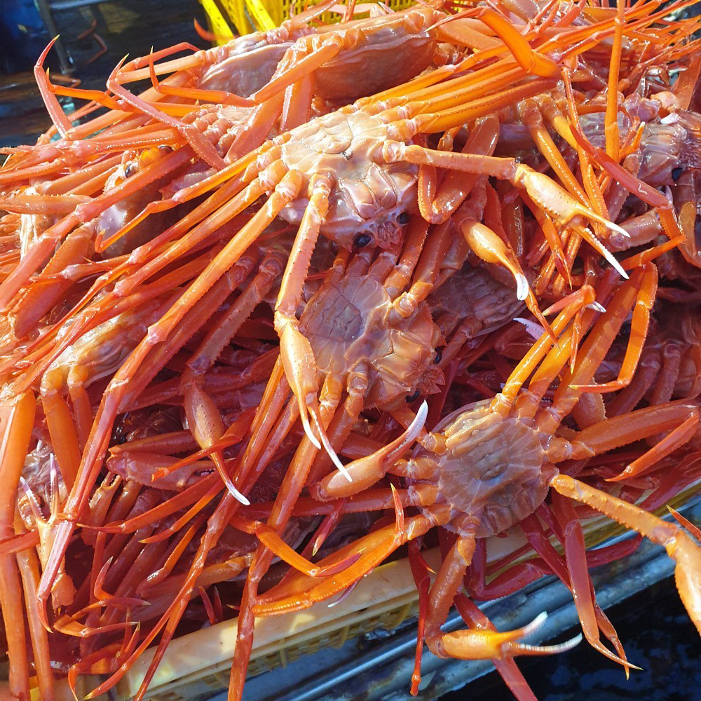 산지직송 후포리 신선 자숙 홍게 붉은 대게 3.5kg - 상세 이미지 5
