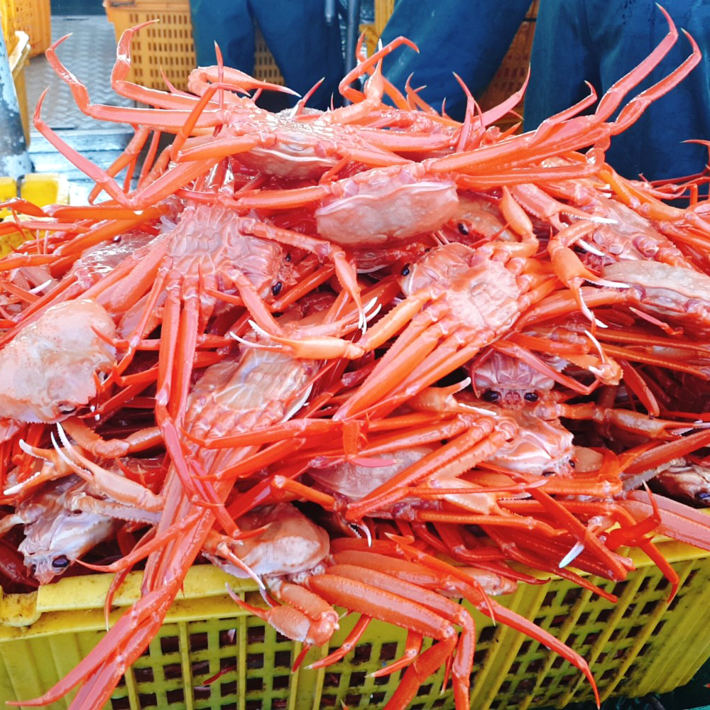 산지직송 후포리 신선 자숙 홍게 붉은 대게 3.5kg - 상세 이미지 2