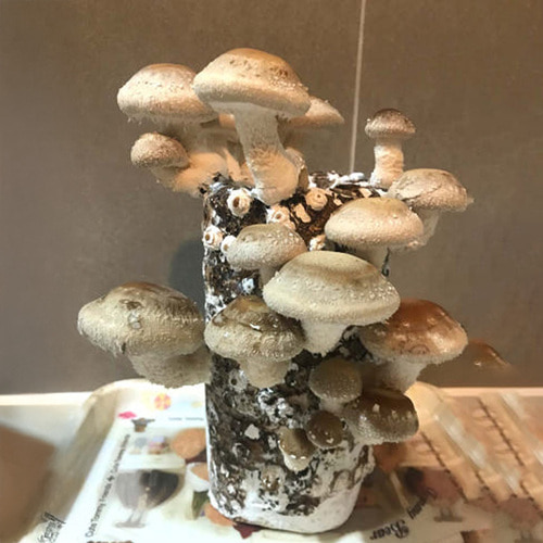 (미래과학)표고버섯배지(25cm) : 미래과학