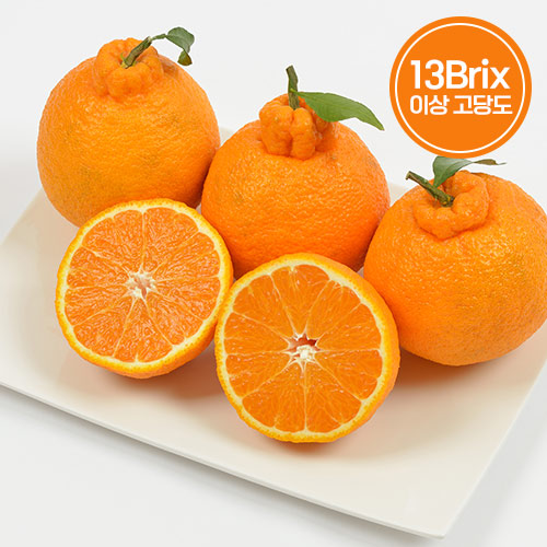 [석희농장] 서귀포 고당도 한라봉 선물세트 5KG (비닐포장) 고당도 16브릭스 - 상세 이미지 3