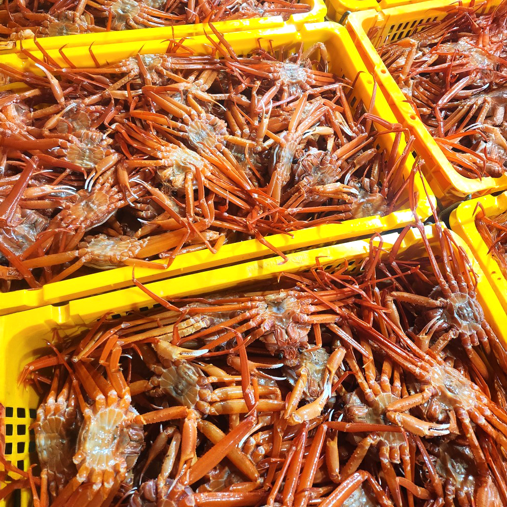 산지직송 후포리 신선 자숙 홍게 붉은 대게 3.5kg - 상세 이미지 4