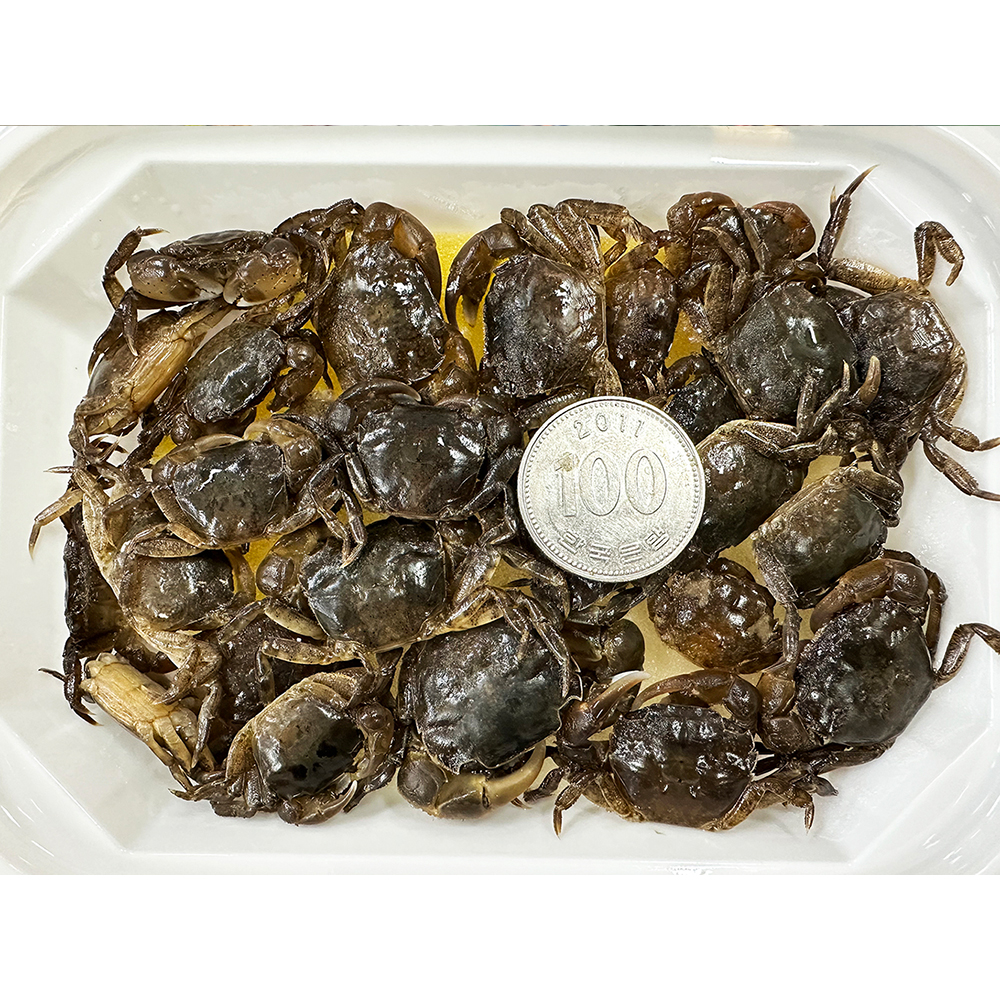 조피싱 잡어퇴치용 히트 게미끼 73g 1팩 돌돔 감성돔 참돔 미끼 크릴대체미끼 - 상세 이미지 2