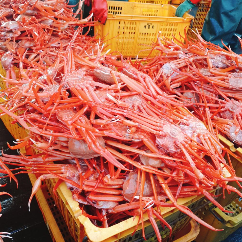 산지직송 후포리 신선 자숙 홍게 붉은 대게 3.5kg - 상세 이미지 3