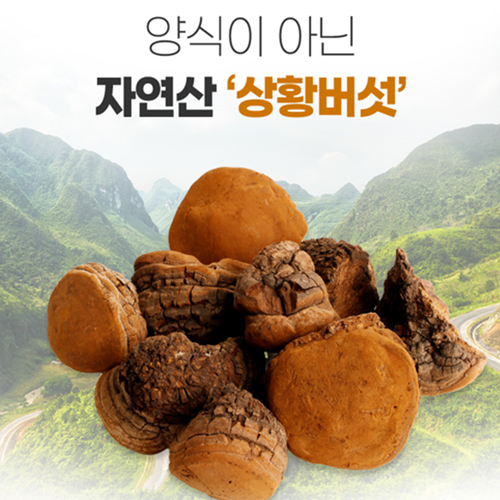 참굿즈 자연산 뽕나무 상황버섯 분말 가루 100% 80g 3통 캄보디아 고함량 베타글루칸 - 상세 이미지 2