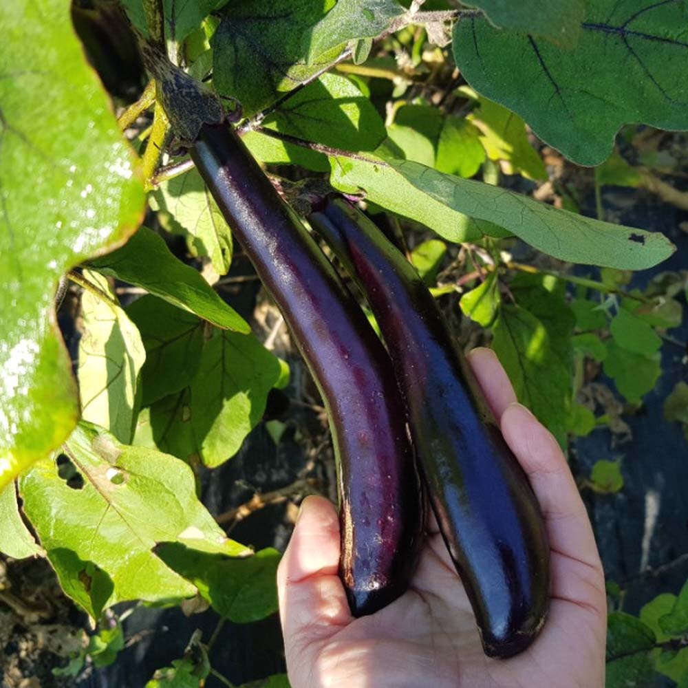 싸리재 국산 [ 말린 가지 70g ] 건조 가지말랭이 건가지나물 건나물 - 상세 이미지 2