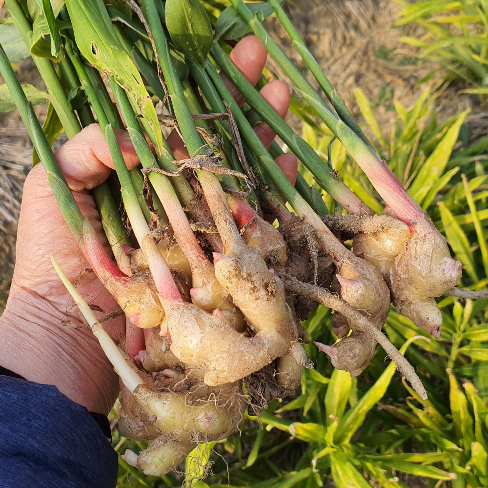 세척한 햇 토종 생강 3kg 국산 깨끗한 깐생강 겨울차 양념 이미지 7